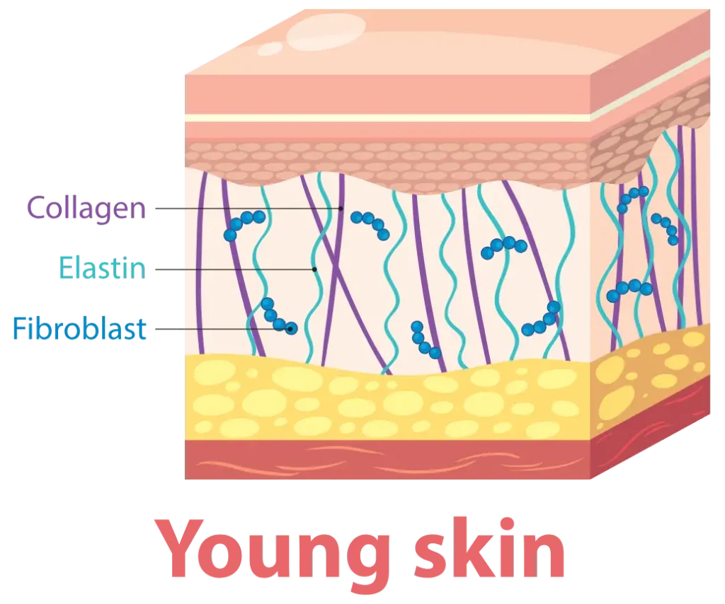 کلاژن در پوست